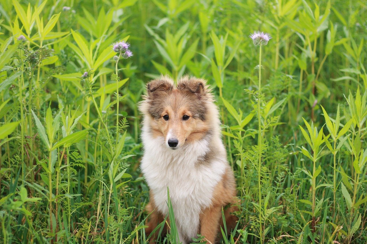 Understanding the Unique Traits of the Shetland Sheepdog